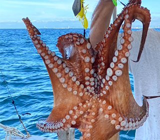 マダコ釣り専門　橘丸